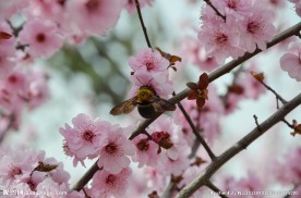 蜜蜂与花