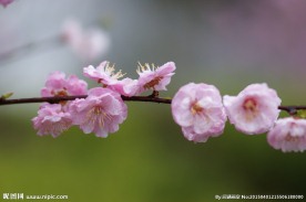 桃花高清摄影