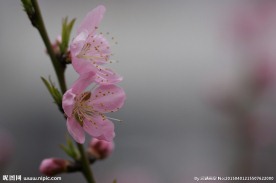 桃花高清摄影