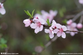 桃花高清摄影
