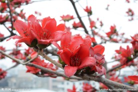 木棉花特写