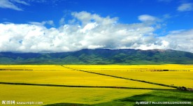 青海油菜花