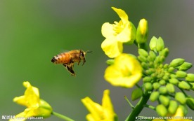 蜜蜂采蜜图