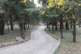 林荫道