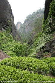 武夷岩茶