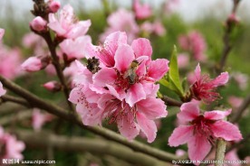 蜜蜂 桃花