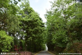 山路景观