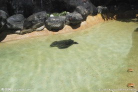 海龟岛