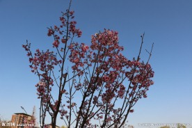红樱花