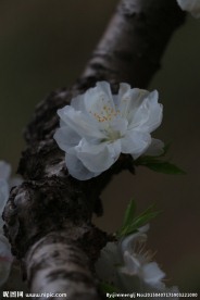 白桃花
