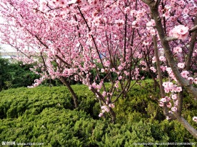 樱花树