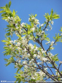 李花