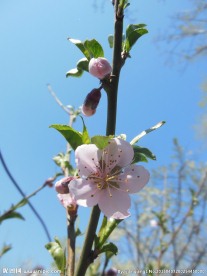 高清桃花