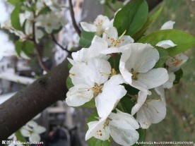 白梨花