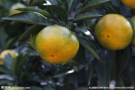 涌泉蜜桔