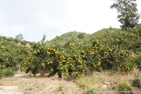 涌泉蜜桔