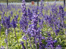 薰衣草