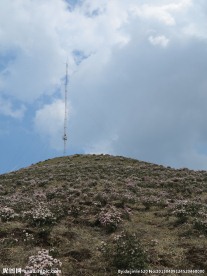 坡上草原