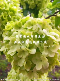 木绣球花摄影图