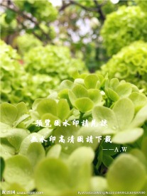 木绣球花摄影