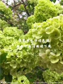 木绣球花摄影