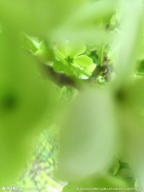 木绣球花摄影