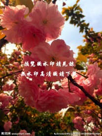 重瓣垂丝海棠花摄影图