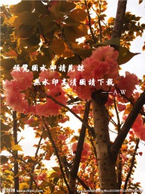 重瓣垂丝海棠摄影图
