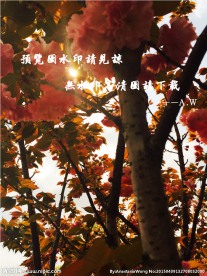 重瓣垂丝海棠