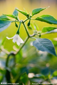 辣椒花