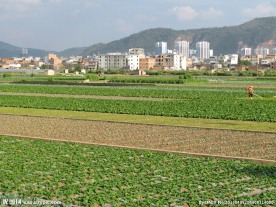 蔬菜基地