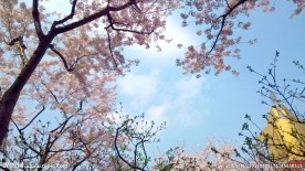 樱花摄影