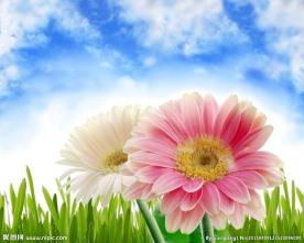 清新菊花图片