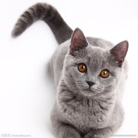 猫咪