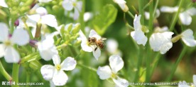 白色油菜花