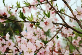 李花
