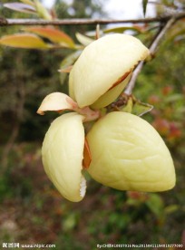 茶片 茶泡 茶耳