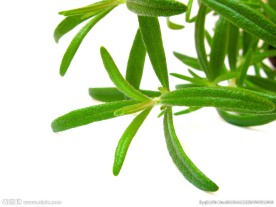 绿叶植物
