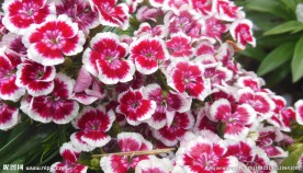 石竹花