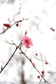 腊梅