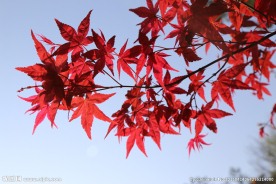 红枫