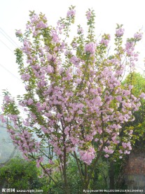樱花树