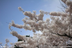 樱花摄影