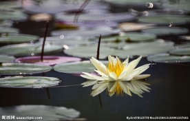 夏之莲花