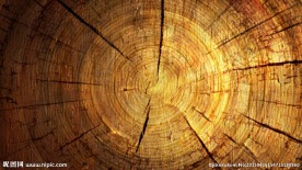高清树年轮图
