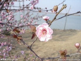 粉红桃花