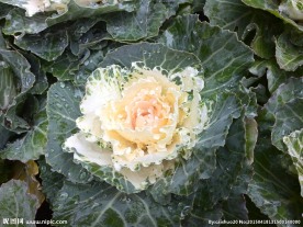 包菜花