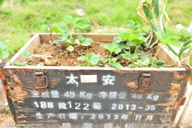 盆栽植物