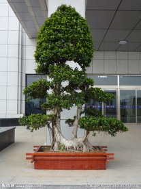 榕树