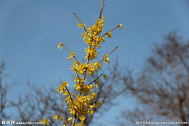 连翘花
